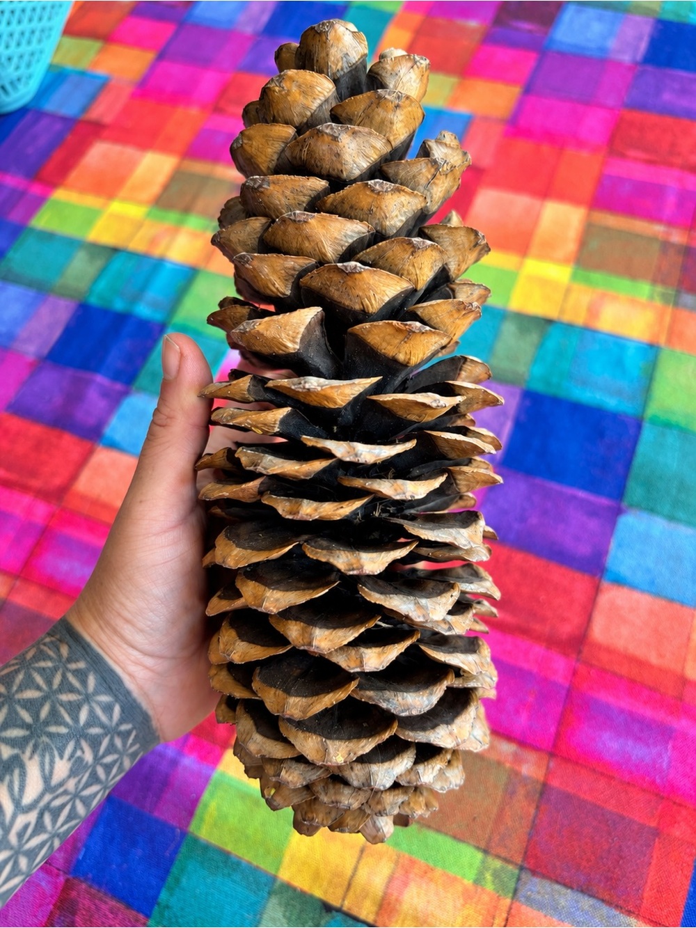 Giant Sugar Pine Cone XL Natural Dried Pinecone Rustic Woodland Cabin Decor